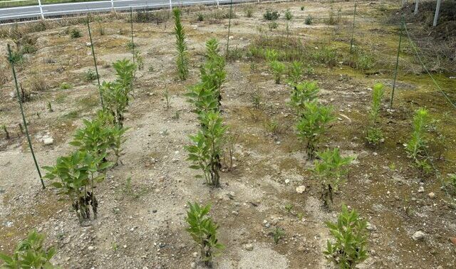 菊芋を定植しました＠千葉県市原市