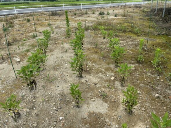 菊芋を定植しました＠千葉県市原市